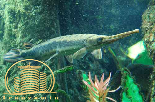 تمساح در دریاچه چیتگر تمساح در چیتگر منطقه 22 املاک ایران زمین